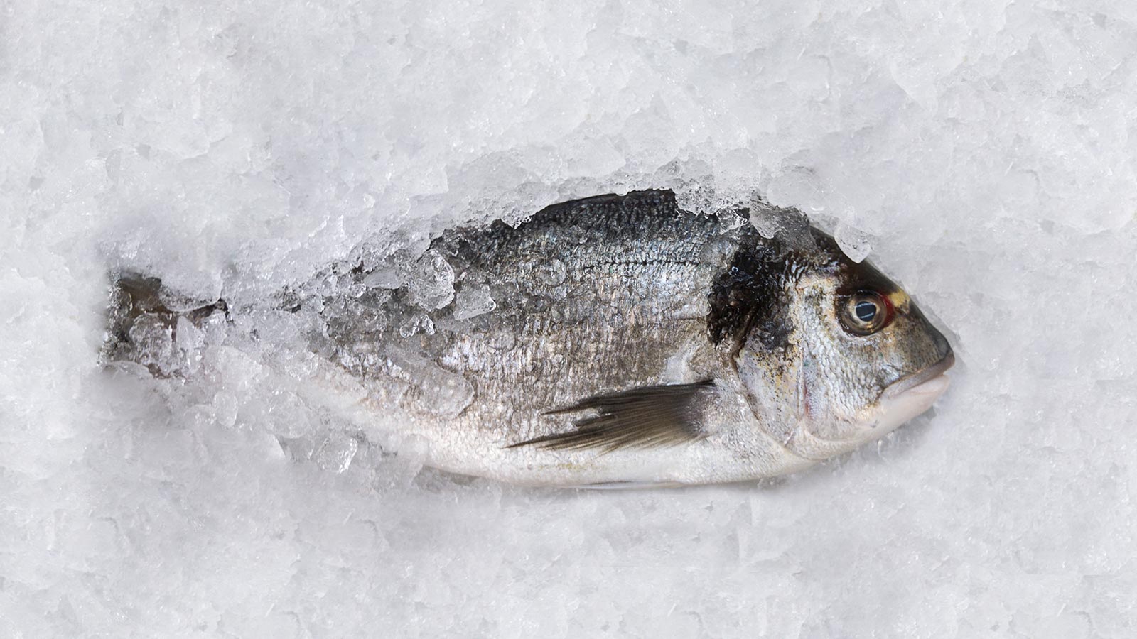 Pescado riesgo anisakis